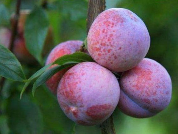南(nán)方這(zhè)種水果，口感脆甜營養高，美容養顔效果好(hǎo)(hǎo)